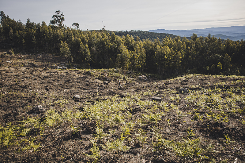 bosque